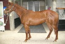 ������ (MUBI QUEEN) ����