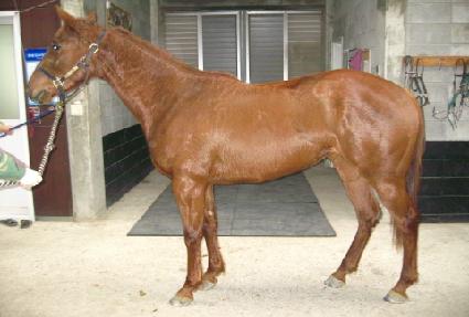 ������ ����