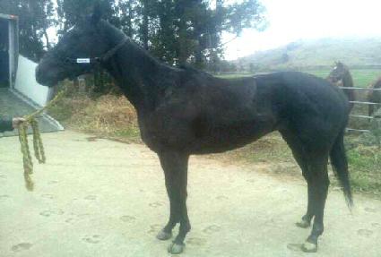 ������Ʈ�� ����