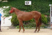 �ԾȽ��� (HAMANSSAENGI) ����