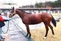 ������ (BROWN PEARL) ����