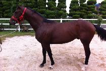 ����Ʈ���� (PERFECT WORLD) ����