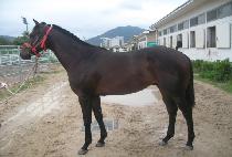 ���ӿ��� (GWANGSOK ENGINE) ����