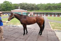 ���̸��ú��� (IRISH VICTOR) ����