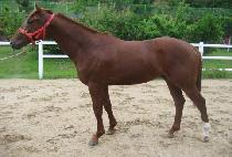 ����¡���� (RISING STORM) ����