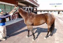 ������ (ALL IN WIN) ����