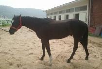 �ٴ� (DADA) ����