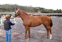 �̷�Ŭ�� (MIRACLE SUN) ����