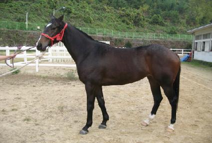 Ÿ�ӻ��Ϸ��� ����