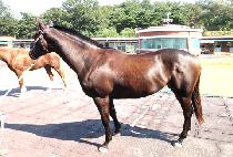 õ���Ǵ븶 (CHEONSANGUIDAEMA) ����