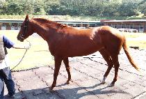 �븶��� (DAEMA DAESEUNG) ����