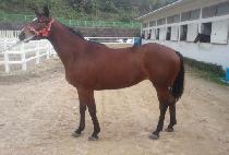 �������� (THUNDER VICTOR) ����