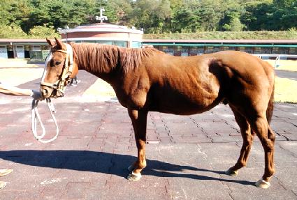 Ʈ���꼼�� ����