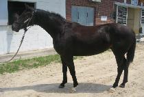 �������� (NO PRINCE) ����