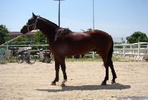 ������ (F WIN) ����