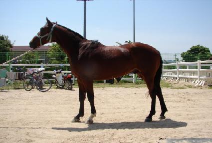 ������ ����