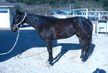 ���������� (CHALLANHAN JILJU) ����