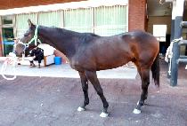 ���۾�Ű (SUPER YANKEE) ����