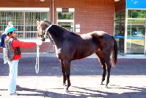 �������� (BLACK RED) ����