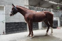 �������� (SPRING JIN) ����