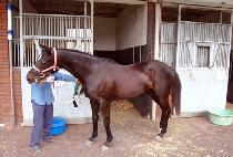 �����ұ� (BITGWA SOGEUM) ����