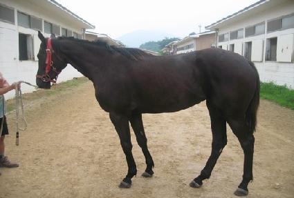 �Ｚ���屺 ����