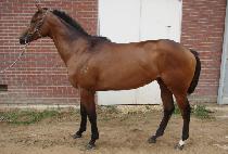 �鷣�� (TOP LAND) ����