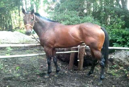 ���̳ΰ� ����