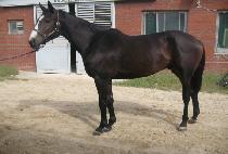 ������ġ (MAGIC PUNCH) ����