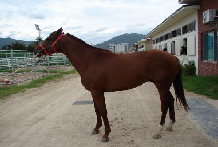 Ȳ���屺 ����