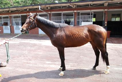 �Ҳɴ�� ����