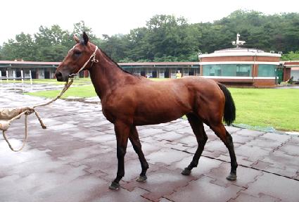 �ӴϹٴ� ����