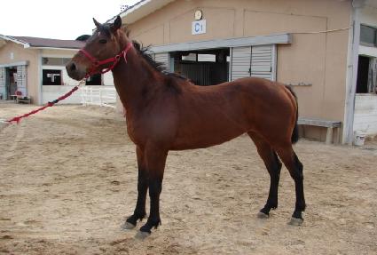 �̳��н�Ʈ ����