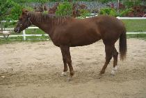 ����� (BIT SARANG) ����