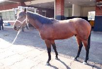 õ���Ǻ�� (CHEONYEONUI BISANG) ����