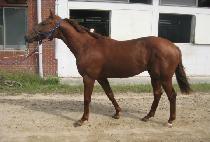 ���׽�Ÿ (WINNING STAR) ����