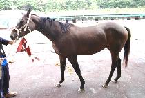 Ʈ����Ʈ���� (TWIST DANCER) ����