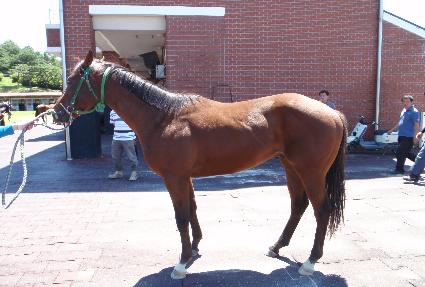 ������� ����