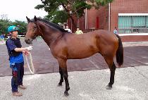 ��ǳ (DAEPUNG) ����