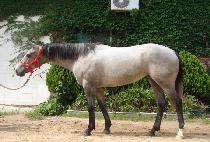 ���̽���� (ICE GOLD) ����