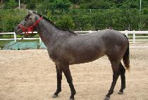 �Ծ����� (HAMAN JEONSA) ����