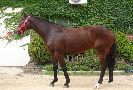 �������̾� ����