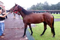 ��º��丮 (RAON VICTORY) ����