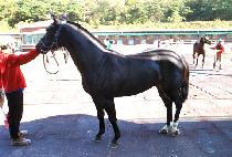 �ƽøؽ��ǵ� (MAXIMUM SPEED) ����