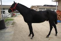 ���̾ڳѹ��� (I AM NUMBER ONE) ����