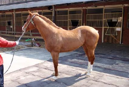 ���ǻ� ����