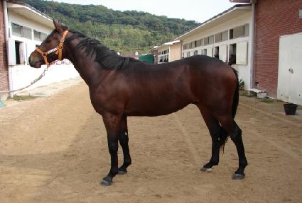 �ΰ�帲 ����