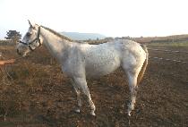 ���� (SAHYANG) ����