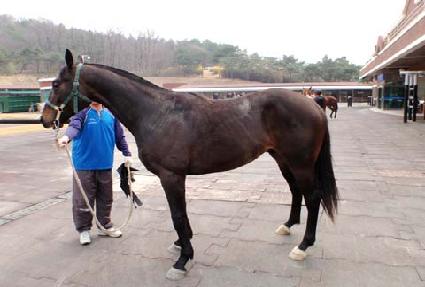 �����̾�ħ ����