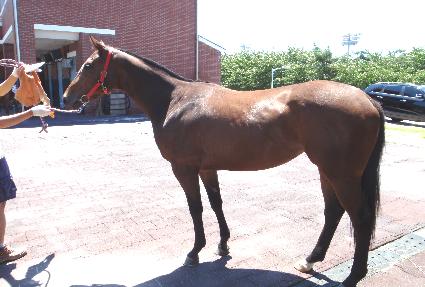 ������ ����